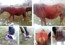 Крымских лошадей просят спасти от безжалостных “покатушников”