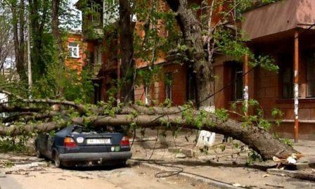 В Симферополе авто пострадало от упавшего дерева