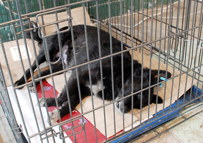 Уже неделю в Евпатории работает центр стерилизации бездомных животных