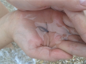 Неизвестной рыбкой оказался средиземноморский долгопер. Фото: пресс-служба Восточно-Черноморской рыбоохраны.