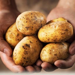 картошка в руках